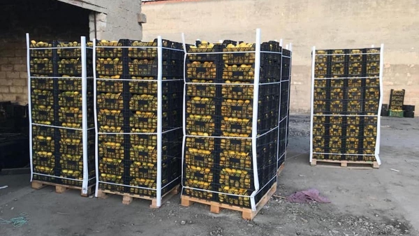 Limoni spagnoli sequestrati in Sicilia