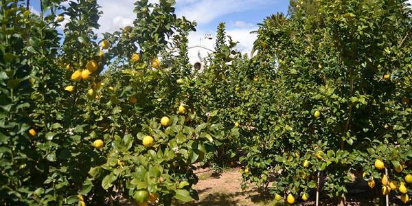 Limone Verna, avvio di campagna disastroso in Spagna