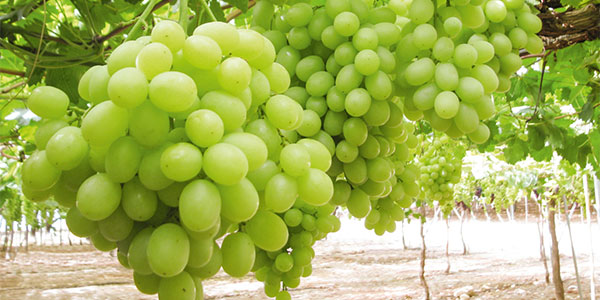 Ecco l'uva italiana che conquista Europa e Medio Oriente