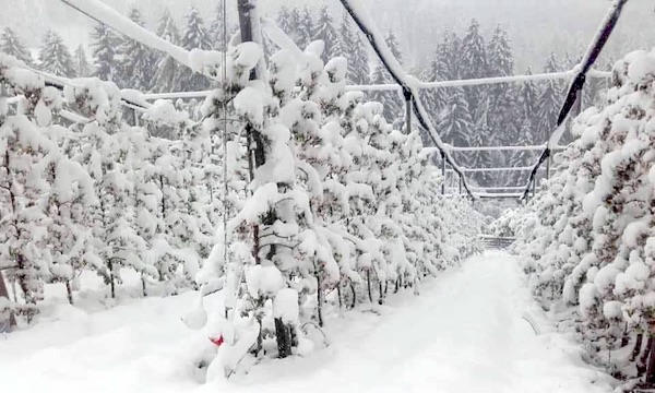 Neve in Trentino Alto Adige, pochi danni per i meleti