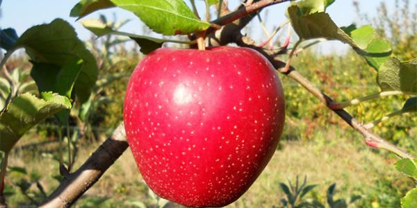 Rossa, Rosetta e Rugginosa: ecco le tre nuove mele Unibo