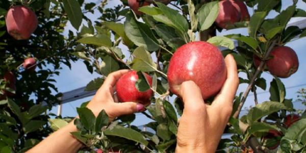 Prezzi frutta: mele su, uva in calo, cachi in chiaroscuro