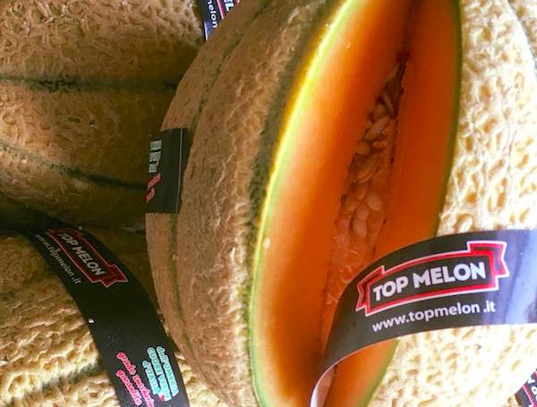 fascetta alta qualità meloni Top Melon