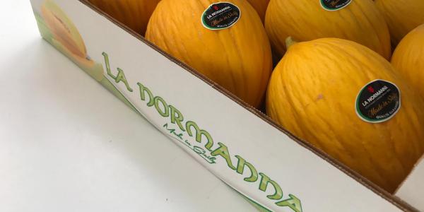 Meloni, settimane cruciali per i gialletti siciliani