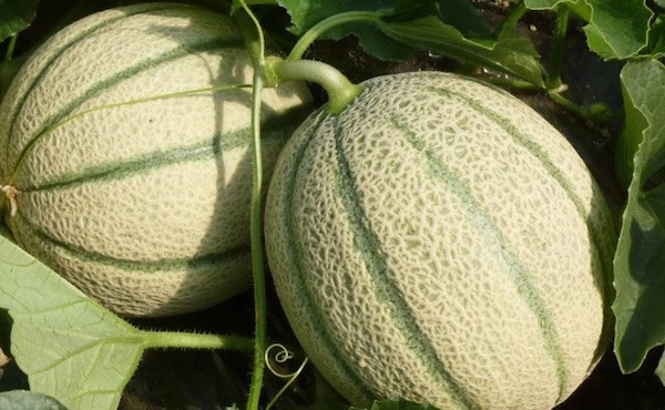 Melone, l'estate parte con il piede sbagliato 