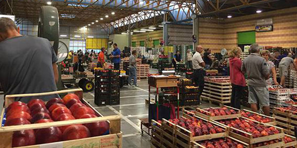 Nettarine, prezzi discreti in Romagna per il prodotto locale