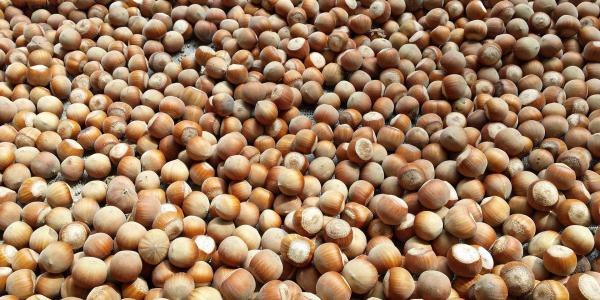 Nocciole, produttori campani soddisfatti di volumi e rese