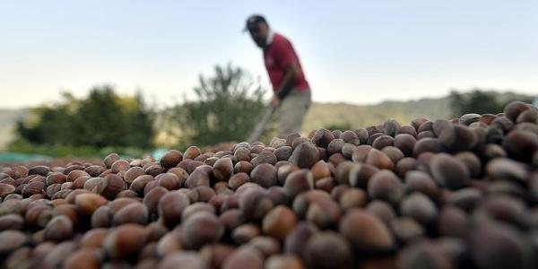 Nocciole, scoppia la guerra tra Italia e Turchia

