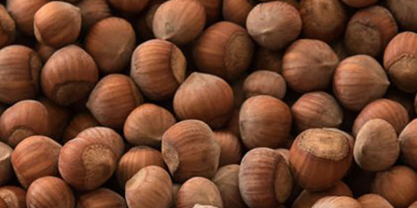 Nocciole in guscio, i prezzi schizzano in alto