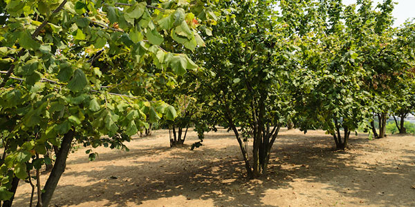 Fosfiti nel bio, novità per le colture arboree