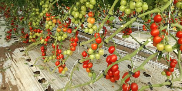 Pomodoro biologico più resistente e produttivo con Nova