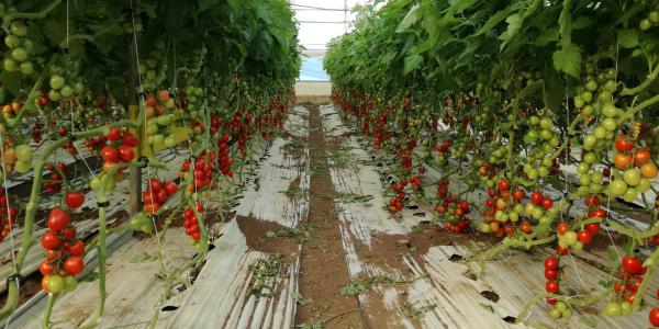 Produzione europea di pomodoro da mensa: previsto lieve calo