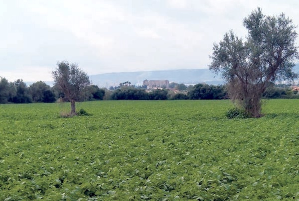 Patate al selenio, Apofruit investe in Sicilia