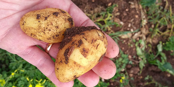 Cepa: prezzi in aumento per patate e cipolle
