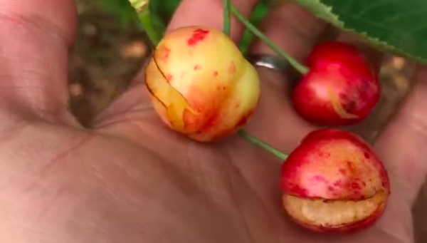 Puglia, ancora grandine: «Colpo di grazia per le ciliegie» 