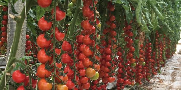 «Pomodori, in campagna prezzi astronomici»