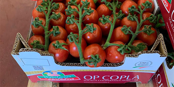 Pomodori rossi, il Lazio scalda i motori