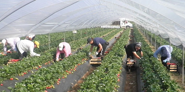 Fragole, Benzi: «Quest'anno puntiamo tutto su Sibilla»