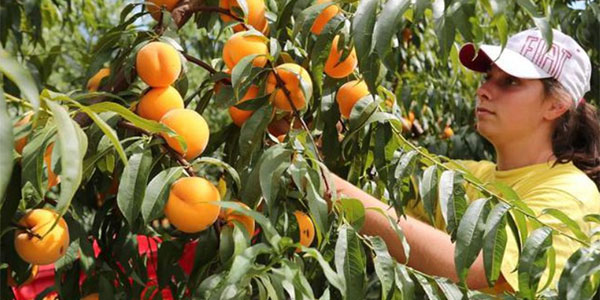 Verona: cercasi 1.200 braccianti per la raccolta frutta