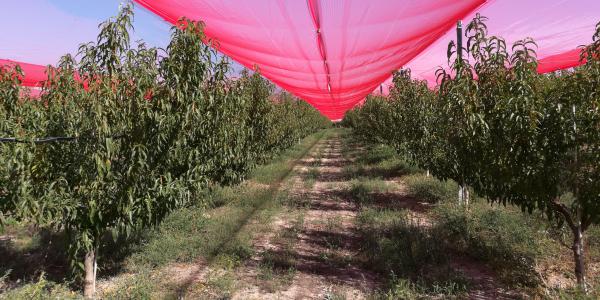 Coperture dei frutteti, alla ricerca della giusta luce