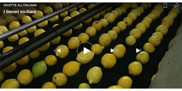 Limoni e agrumi siciliani, ribalta televisiva per l'Op Cai 