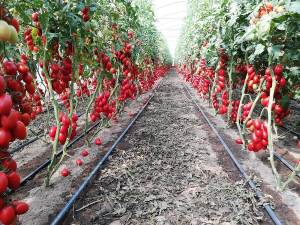 Pomodori, un mercato in attesa della ripresa