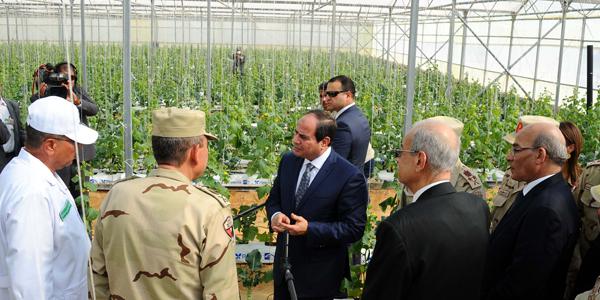 Egitto, un piano faraonico per coltivare ortaggi in serra