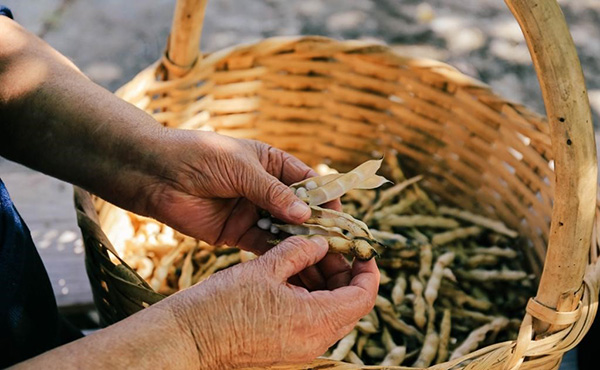 Calabria, il fagiolo «poverello» è presidio Slow Food