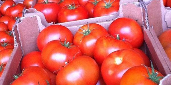 «Pomodori, il crollo dei prezzi non dipende dal Marocco»  