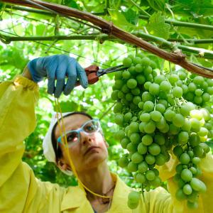 FraVa uva da tavola Puglia