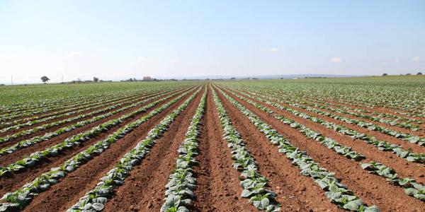 Ortofrutticola Viterbese potenzia la filiera delle brassiche