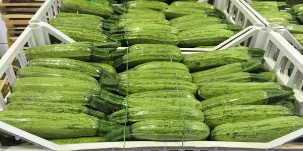 Zucchine, il meteo aiuta il rialzo dei prezzi
