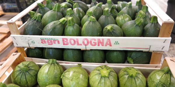 Zucchine bolognesi, una campagna positiva