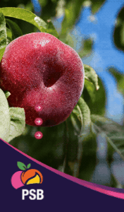 PSB PRODUCCION VEGETAL SMART SITO-260801