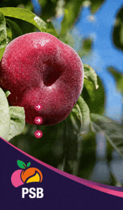 PSB PRODUCCION VEGETAL SMART SITO-260601