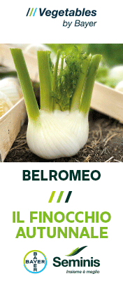 SEMINIS-MONSANTO-TOP-SITO-260605