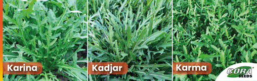 cora-seeds-flexi-sito-250929