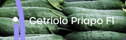 ENZA-ZADEN-FLEXI-SITO-260126