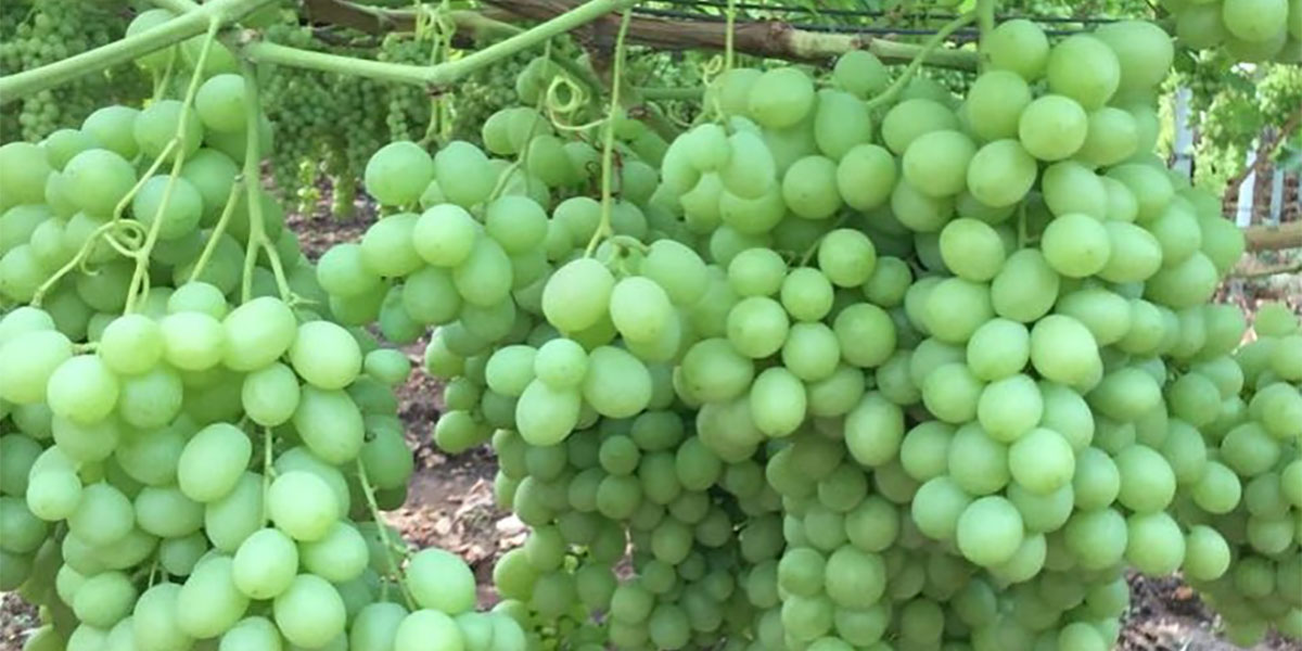 Uva biologica? Ai Buyer italiani non interessa