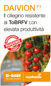 nunhems-smart-sito-daivion-260511