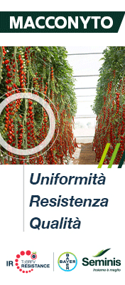 SEMINIS-MONSANTO-TOP-SITO-260708