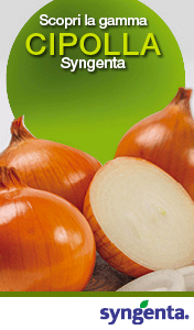 SYNGENTA-smart-sito-251114-cipolla