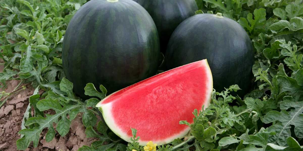 Angurie: quelle coi semi scompariranno? - Italiafruit News