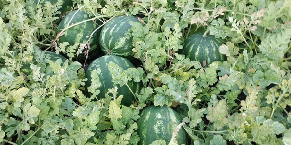 Angurie, un mercato ancora da decifrare - Italiafruit News