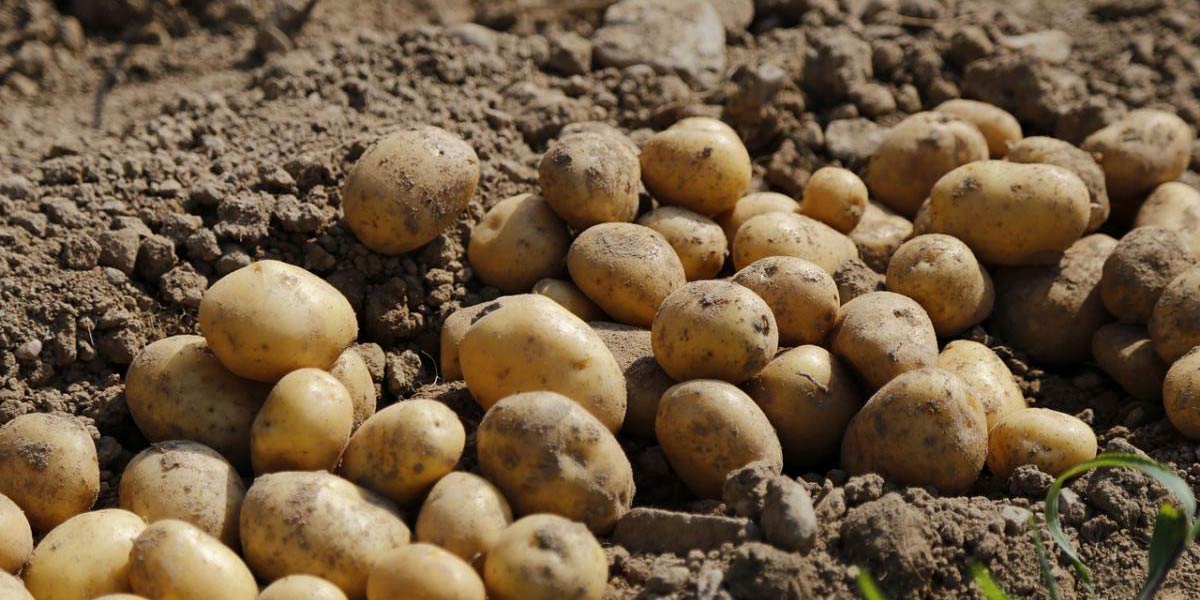 Al via il progetto P.A.T.A.T.A.: innovazione e sostenibilità in Emilia-Romagna