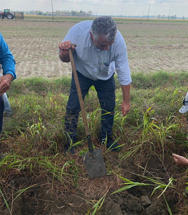 Cyperus, da malerba a piaga per la pataticoltura