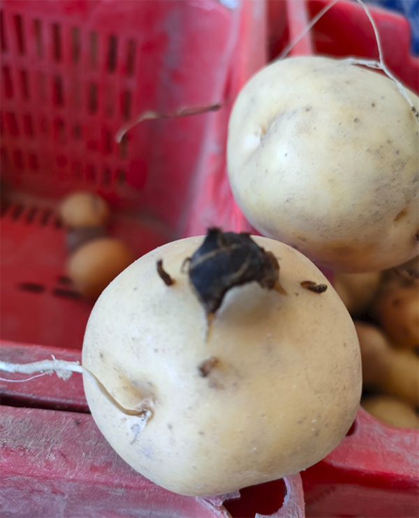 Cyperus, da malerba a piaga per la pataticoltura