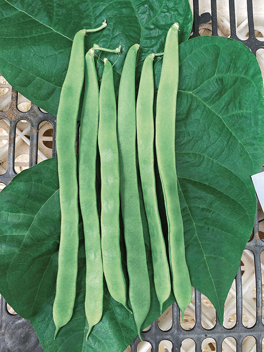 Fagiolini Maja Semi Di Dürr Samen Alta Rendimento Ca 120 Grano - Foto 13