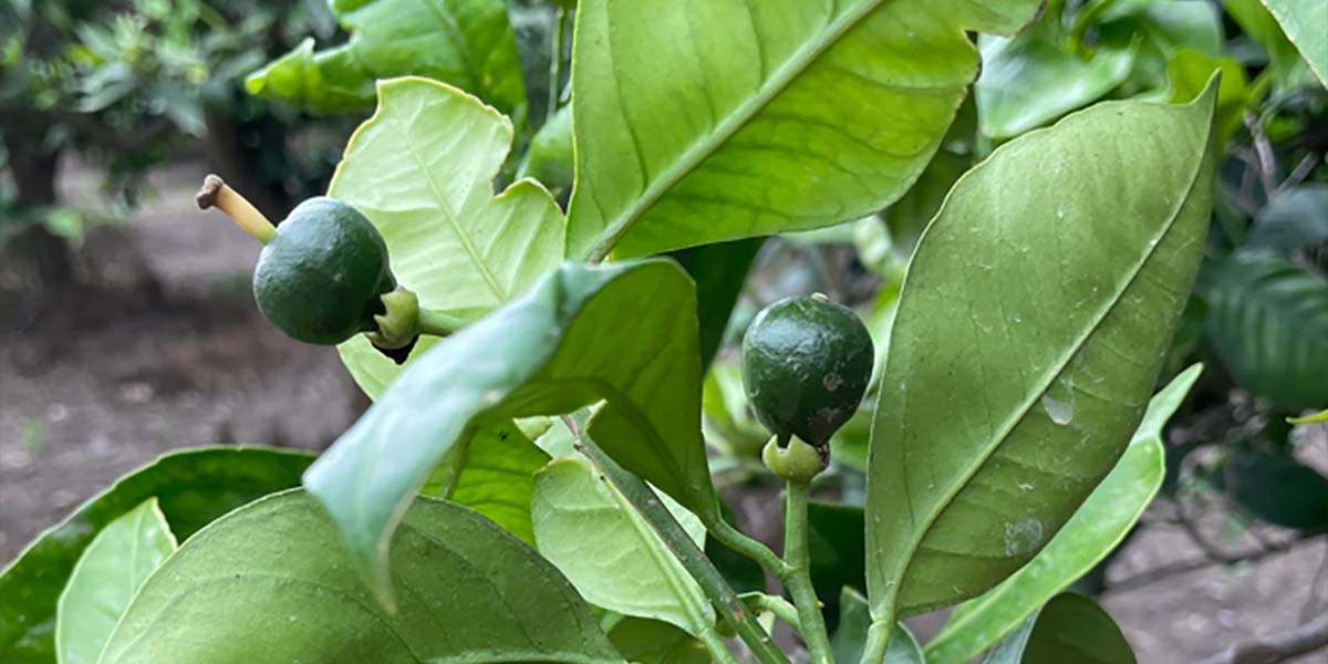 Come Aumentare La Pezzatura Dei Frutti E La Loro Qualità: La Fase Di Ingrossamento E Maturazione Come Aumentare La Pezzatura Dei Frutti E La Loro Qualità: La Fase Di Ingrossamento E Maturazione