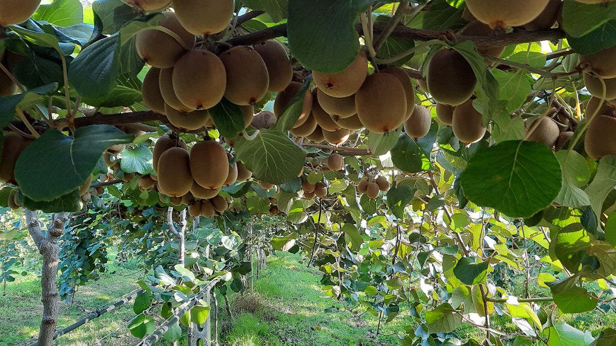 MACHOUYOU - Goutti&egrave;re Dentaire MACHOUKID - Au Quotidien